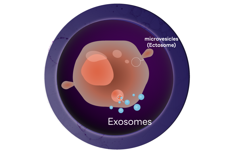 exosome